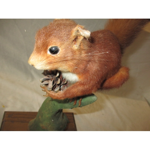 304 - 4 vintage taxidermy animals, to include kingfisher under dome, jay and red squirrel. All in vintage ... 