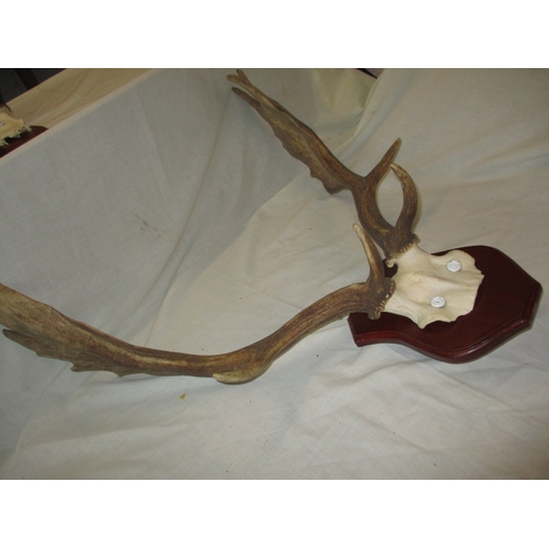 305 - 5 sets of deer antlers on shield mounts. Various sizes, In used displayable condition