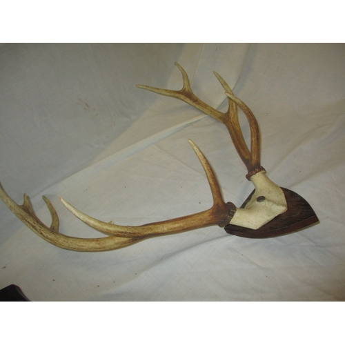 305 - 5 sets of deer antlers on shield mounts. Various sizes, In used displayable condition