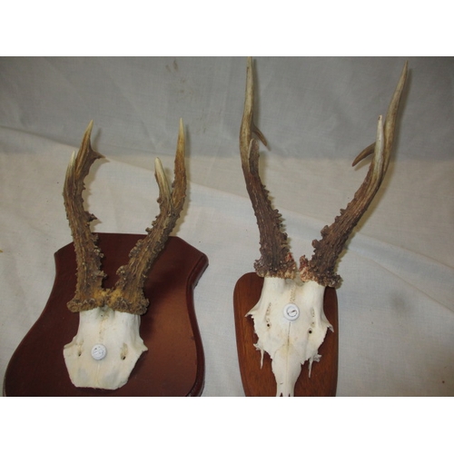 305 - 5 sets of deer antlers on shield mounts. Various sizes, In used displayable condition