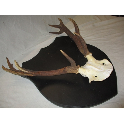 305 - 5 sets of deer antlers on shield mounts. Various sizes, In used displayable condition