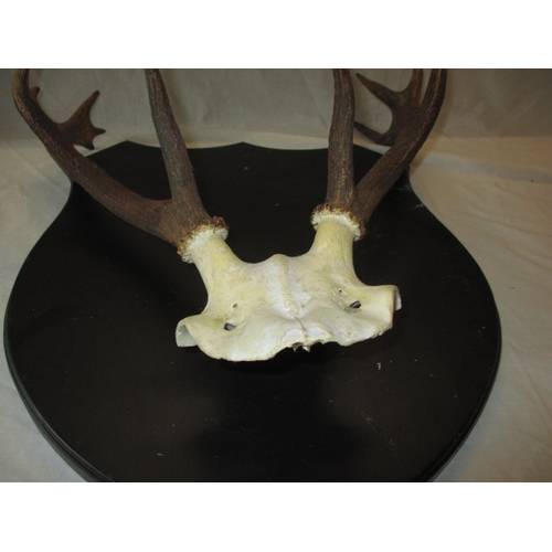 305 - 5 sets of deer antlers on shield mounts. Various sizes, In used displayable condition