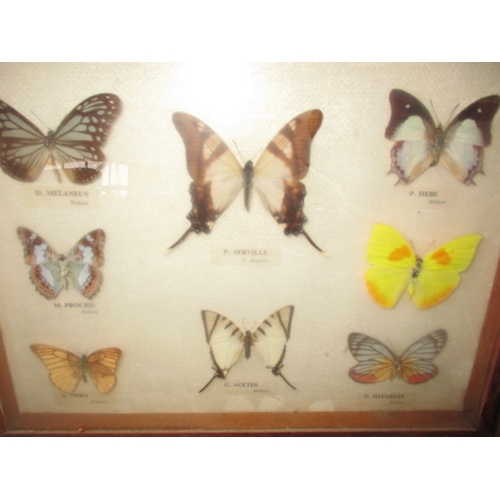 306 - A vintage collection of taxidermy butterflies in 3 glazed cases. In good pre-owned condition