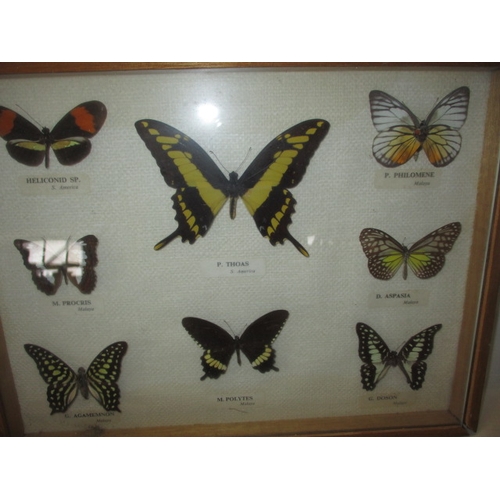 306 - A vintage collection of taxidermy butterflies in 3 glazed cases. In good pre-owned condition