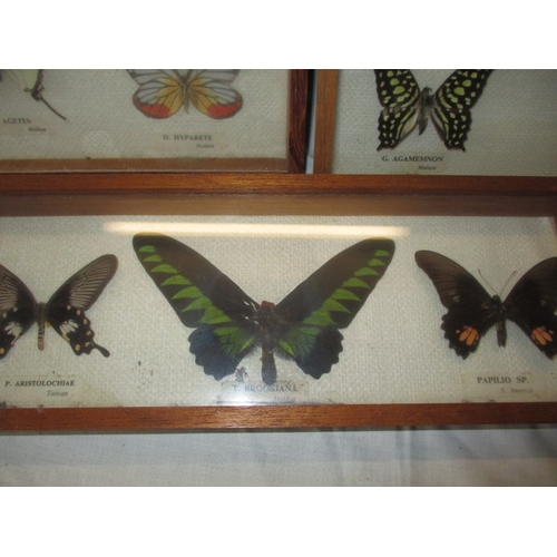 306 - A vintage collection of taxidermy butterflies in 3 glazed cases. In good pre-owned condition