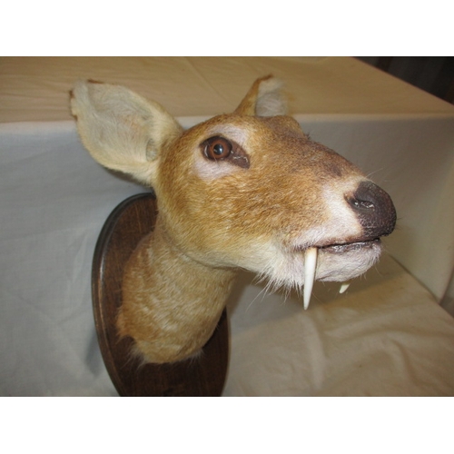 307 - A vintage taxidermy Chinese water deer head and another hoof. In good pre-owned condition