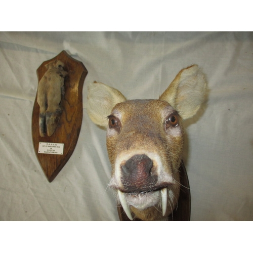 307 - A vintage taxidermy Chinese water deer head and another hoof. In good pre-owned condition