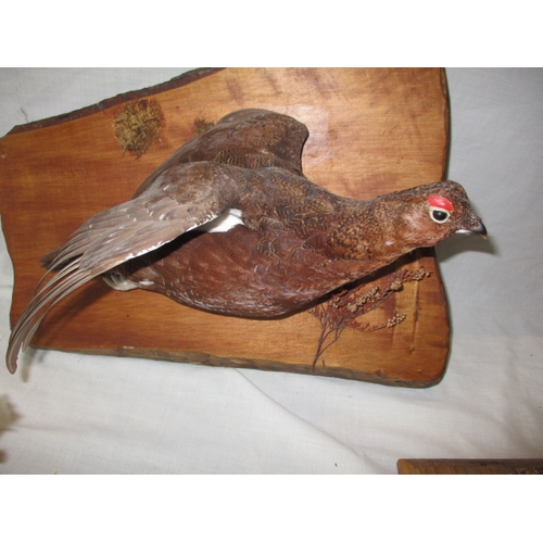 308 - 3 vintage taxidermy birds, to include a grouse. All on naturalistic display stands, unglazed. In goo... 