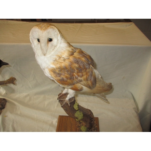 308 - 3 vintage taxidermy birds, to include a grouse. All on naturalistic display stands, unglazed. In goo... 