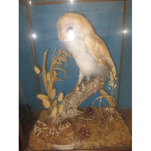 283 - A taxidermy barn owl in a glaze case, case dimensions H- 54cm W-40 cm D-25cm in preowned condition.