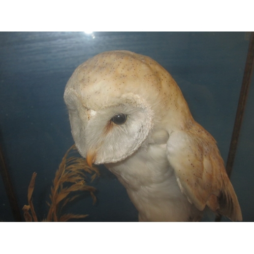 283 - A taxidermy barn owl in a glaze case, case dimensions H- 54cm W-40 cm D-25cm in preowned condition.