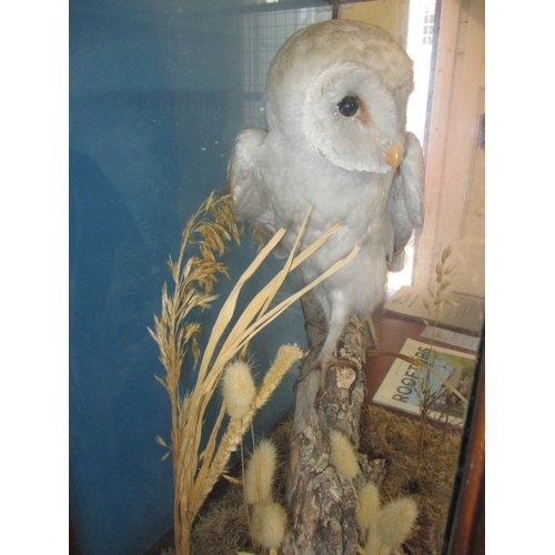 283 - A taxidermy barn owl in a glaze case, case dimensions H- 54cm W-40 cm D-25cm in preowned condition.