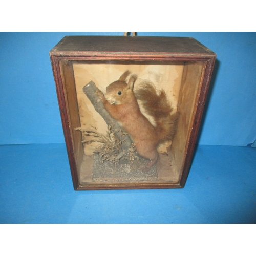 78 - An antique taxidermy red squirrel, in glazed cabinet with naturalistic setting, approx. case size 29... 