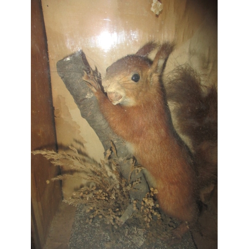 78 - An antique taxidermy red squirrel, in glazed cabinet with naturalistic setting, approx. case size 29... 