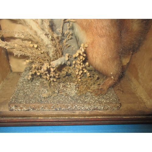 78 - An antique taxidermy red squirrel, in glazed cabinet with naturalistic setting, approx. case size 29... 