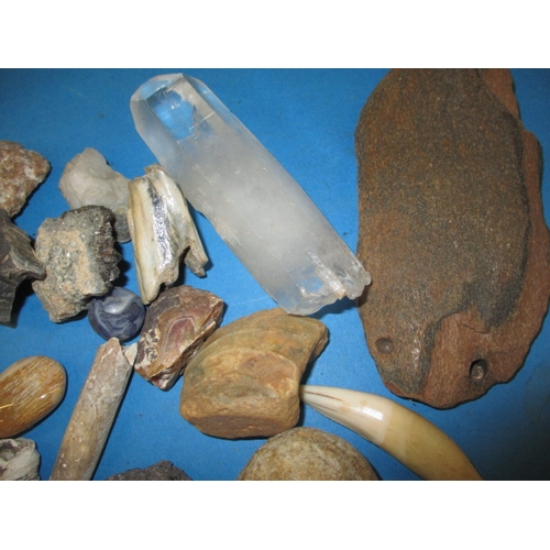 276 - A parcel of fossils and mineral samples, all in used condition