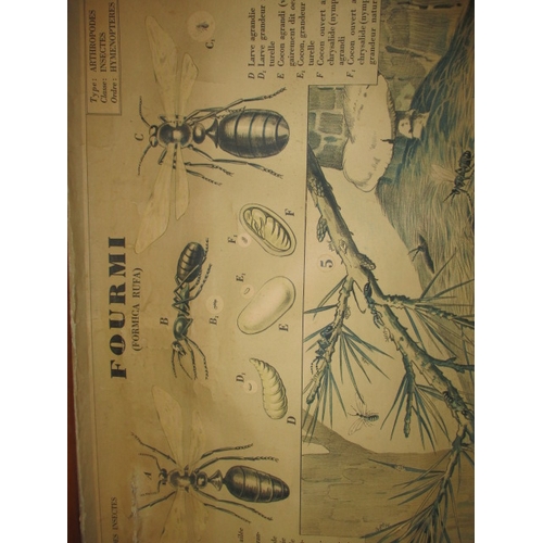 290 - A vintage educational poster scroll on the Ant. Approx. size 98x70cm in useable pre-owned condition