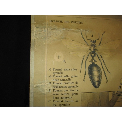 290 - A vintage educational poster scroll on the Ant. Approx. size 98x70cm in useable pre-owned condition