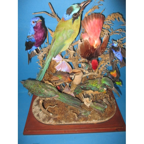 280 - A case of vintage taxidermy exotic birds, numerous species in good display case, approx. case size 4...