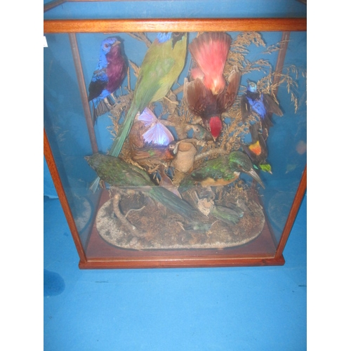 280 - A case of vintage taxidermy exotic birds, numerous species in good display case, approx. case size 4... 