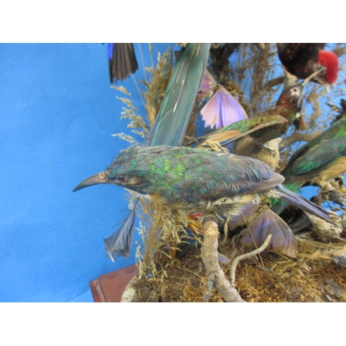 280 - A case of vintage taxidermy exotic birds, numerous species in good display case, approx. case size 4... 