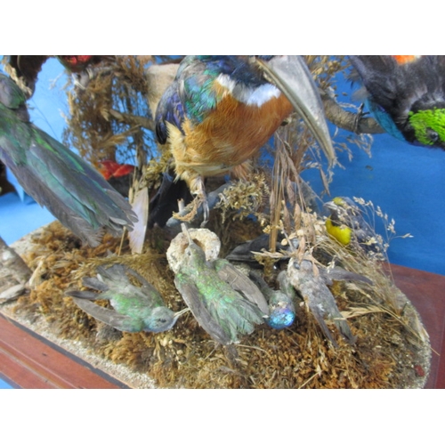 280 - A case of vintage taxidermy exotic birds, numerous species in good display case, approx. case size 4... 