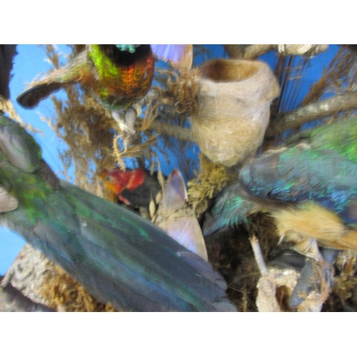 280 - A case of vintage taxidermy exotic birds, numerous species in good display case, approx. case size 4... 