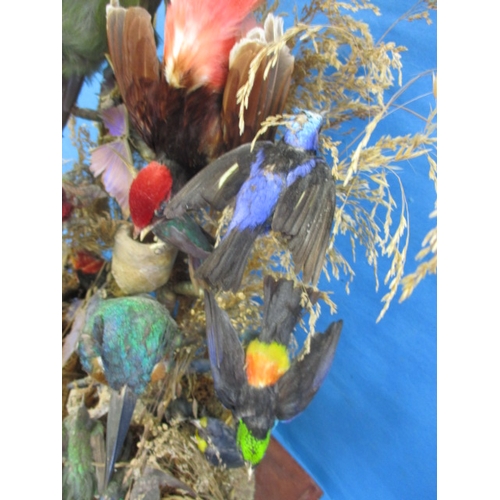 280 - A case of vintage taxidermy exotic birds, numerous species in good display case, approx. case size 4... 