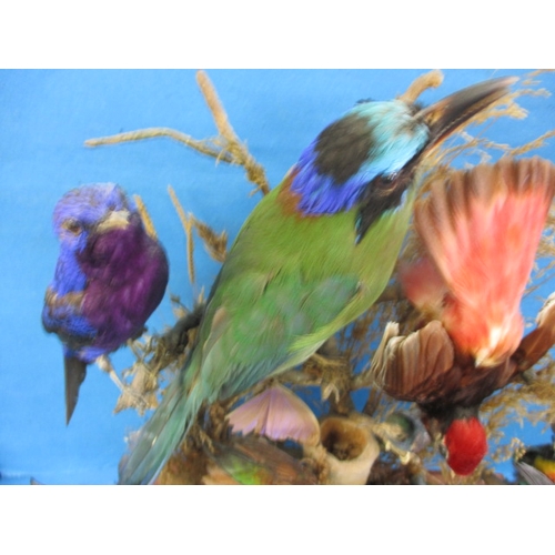 280 - A case of vintage taxidermy exotic birds, numerous species in good display case, approx. case size 4... 