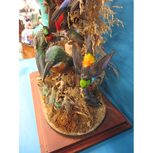 280 - A case of vintage taxidermy exotic birds, numerous species in good display case, approx. case size 4... 