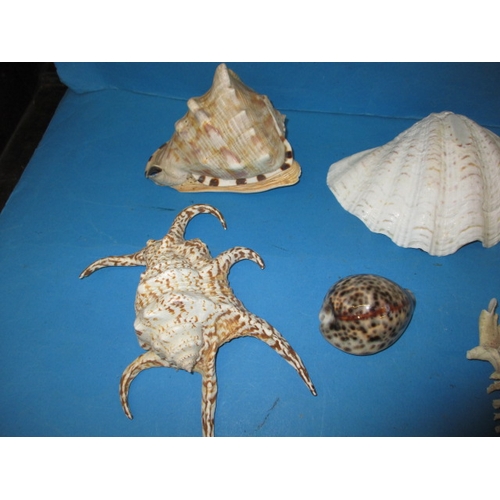 3 - A parcel of vintage shells various types all in used condition