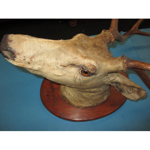 39 - A Victorian mounted taxidermy deer head, with in inscription dated 1890, displays fine with general ... 