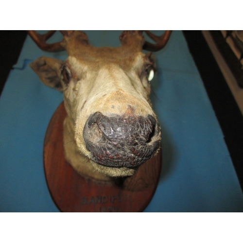 39 - A Victorian mounted taxidermy deer head, with in inscription dated 1890, displays fine with general ... 