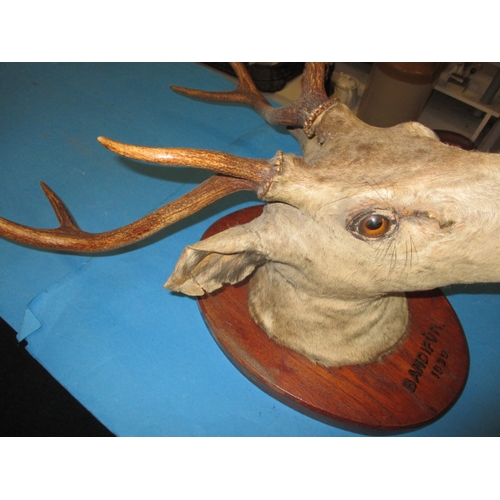 39 - A Victorian mounted taxidermy deer head, with in inscription dated 1890, displays fine with general ... 