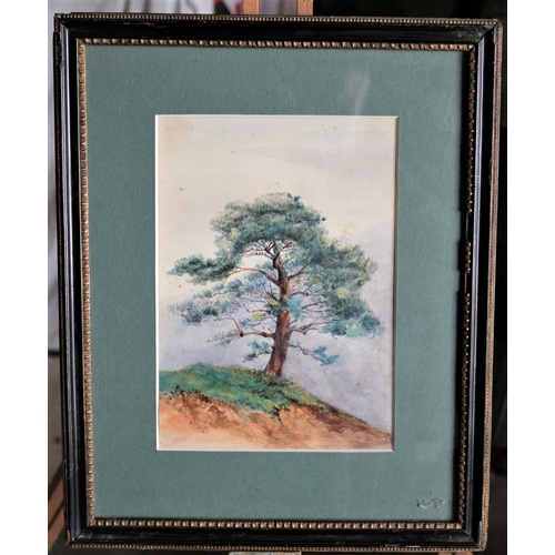 27 - Framed & Glazed Mid 1900's Watercolour of a Single Large Tree