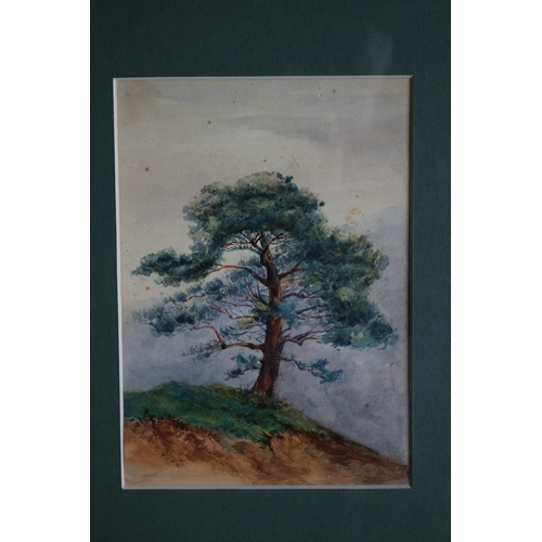 27 - Framed & Glazed Mid 1900's Watercolour of a Single Large Tree