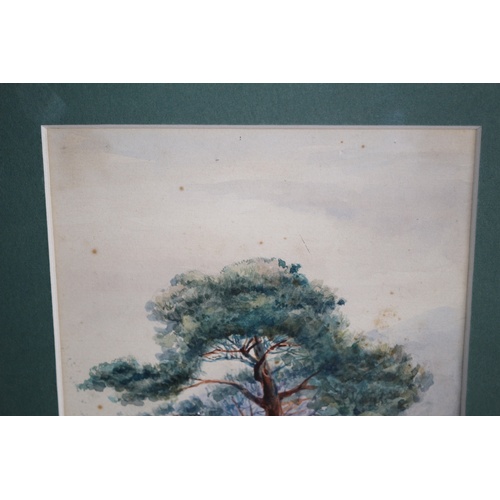 27 - Framed & Glazed Mid 1900's Watercolour of a Single Large Tree