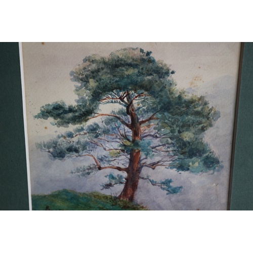 27 - Framed & Glazed Mid 1900's Watercolour of a Single Large Tree