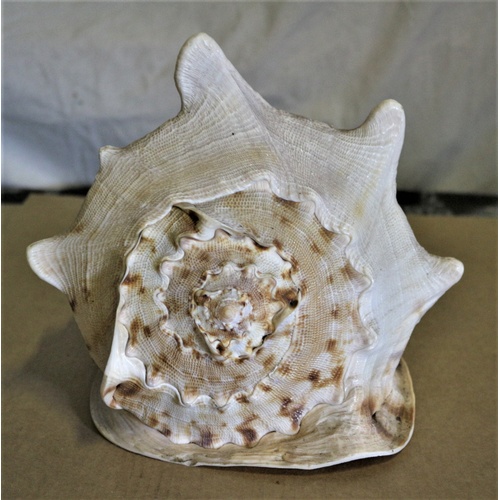 178 - Large Sea Shell