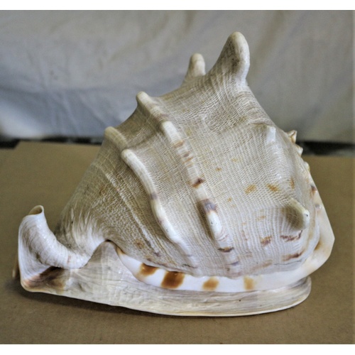 178 - Large Sea Shell