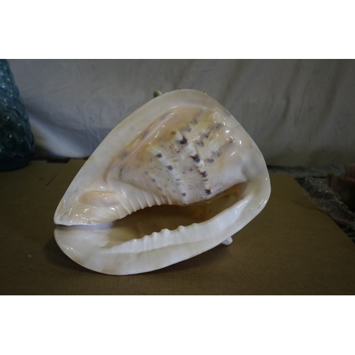 178 - Large Sea Shell