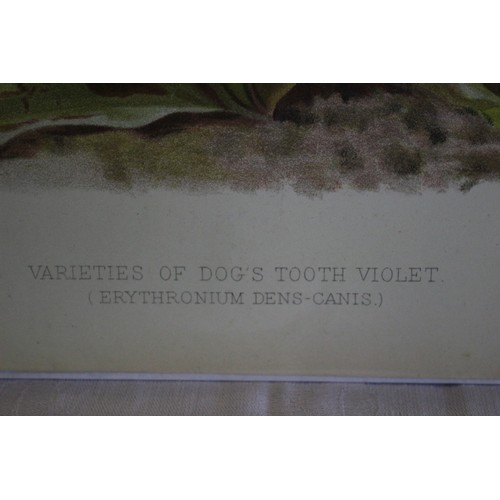 12 - Original Page from - The Garden Magazine - 1830's - Varieties of Dog's Tooth Violet