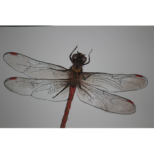 15 - Original Detailed Watercolour and Ink Painting of a Dragonfly Species - Signed by the Artist #2