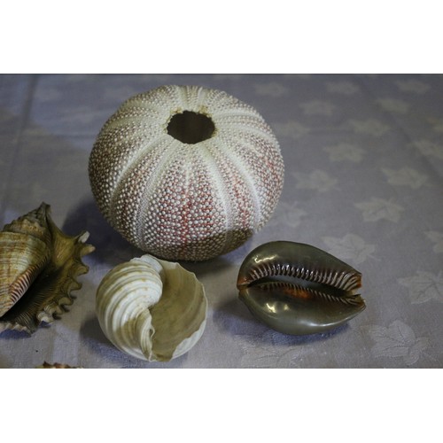 39 - Collection of Old Shells Plus a Vintage Shell Lady