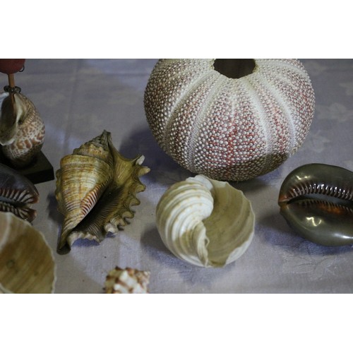 39 - Collection of Old Shells Plus a Vintage Shell Lady