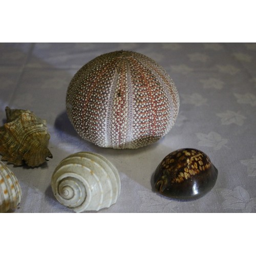 364 - Collection of Old Shells Plus a Vintage Shell Lady