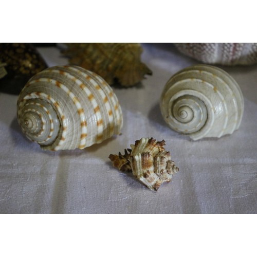 364 - Collection of Old Shells Plus a Vintage Shell Lady