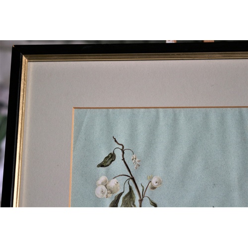 664 - Framed & Glazed Original Watercolour of Horticultural Plant by K. A. Flack - 1980's - Commissioned f... 