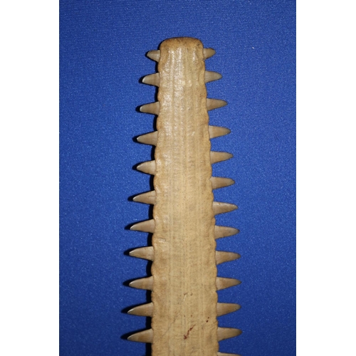 1 - Vintage/Antique Swordfish Nose Bone (Rostrum)