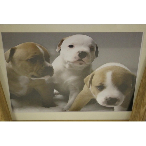 686 - Set of 3 Dog Prints, Mounted and Framed in Pine